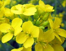 �������ι��� �����Ͳ˻�¶Ӫ���Խ���