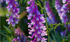 ����������Ʒ�Ƽ�