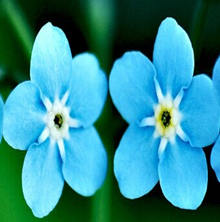 Ұ��¶Ӫע������ͼ