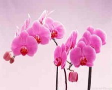 �����������˻� ���������ػ���