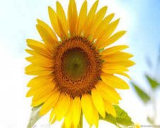 ʨ���������˻� ʨ�������ػ���