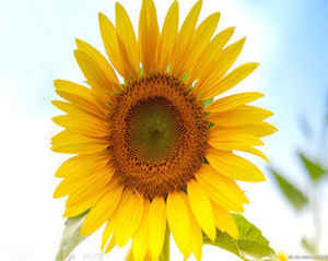 ʨ���������˻�