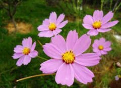 ����������˻� ��������ػ���