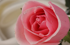 õ�徫�������ô�� õ�徫�����Ч������