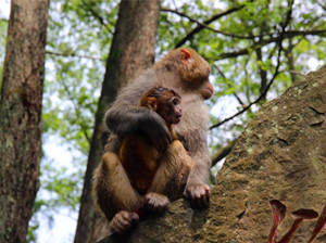 �żҽ����ι���