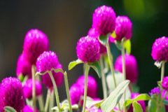 ǧ�պ컨��Ĺ�Ч������ ǧ�պ컨���ע������