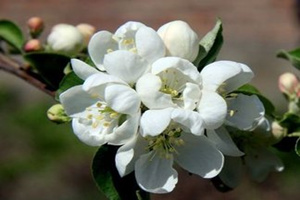 ƻ����������