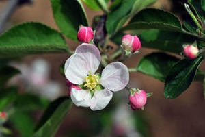 ƻ�����Ĺ�Ч