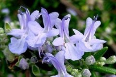 �Ե������������Щ�� �Ե����ʳ�÷���