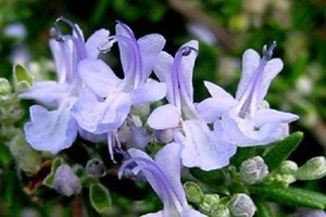 �Ե��������