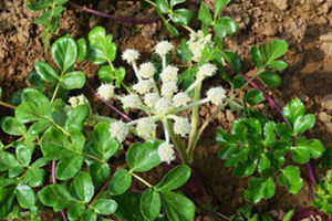 ��ɳ�ε������빦Ч