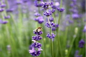 �Ե���Ĺ�Ч�����ü�����