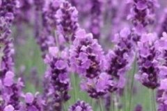 �Ե���Ĺ�Ч����������Щ �Ե����ע������