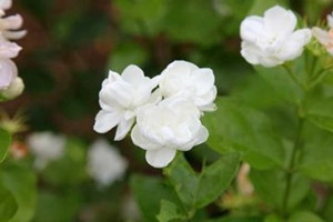 ���򻨲������