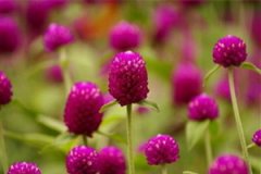 ǧ�պ�Ĺ�Ч���������Щ ǧ�պ��������ô�