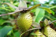 ��ӣ�ӵĸ����� ��ӣ�ӵ�ʳ�÷���������Щ