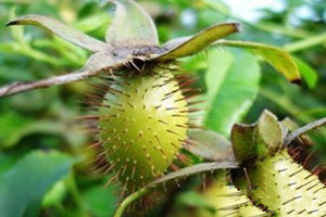 ��ӣ�ӵĸ�����