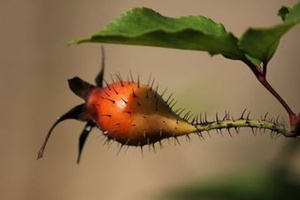 ��ӣ�ӵĹ�Ч������