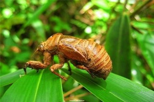 ���ɵĸ�����