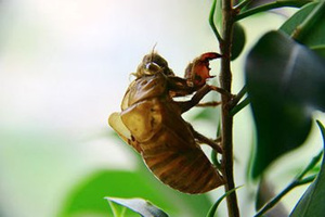 ���ɵ�����