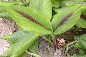 ݭ���������빦Ч