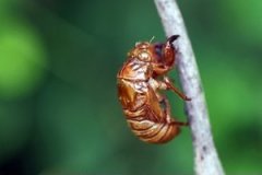 ���ɵĹ�Ч����������Щ ���ɵĽ���