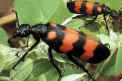 �����Ĺ�Ч����������Щ ������ע������