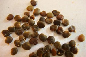 ɳԷ�ӵĸ�����