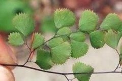 ���ײݵĹ�Ч����������Щ ���ײݵ�ʳ�÷���