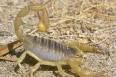 ȫЫ��ҩ�ü�ֵ����Щ ȫЫ��������Ⱥ