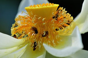 莲须的功效与作用