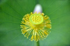 ����Ĺ�Ч�����ü�ʳ�÷���������Щ��