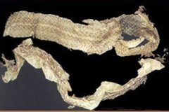 ���ɵ�ҩ�ü�ֵ��ʲô ������ʲô�ô�