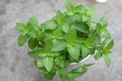 ���ɵĹ�Ч����������Щ ���ɵĺô�