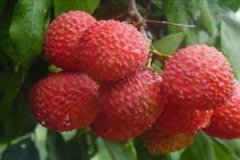 ����֦�ϻ���ô�� ��ô���ܳ���֦���ϻ�