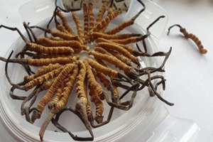 �����Ĳݵ�����