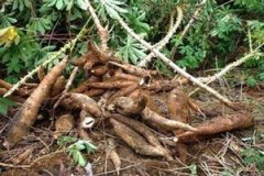 ľ����Ӫ����ֵ��ʲô ľ����ע������