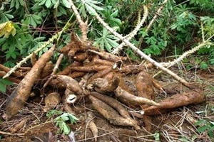 ľ����Ӫ����ֵ