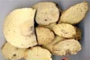 ��ľͨ�Ĺ�Ч�����ü�����