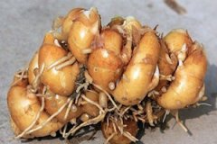 ɽ�εĹ�Ч�����ü�ʳ�÷���������Щ��