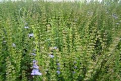 ��֦���Ĺ�Ч�����ü����ɵ��׶�����Щ