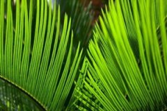 ����Ҷ�Ĺ�Ч�����ü����ɾ��嶼����Щ