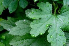 ˿��Ҷ�Ĺ�Ч������ ˿��Ҷ���÷���ʲô