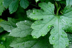 ˿��Ҷ�Ĺ�Ч������