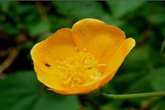 �����ӵĹ�Ч�����ü����ɾ��嶼����Щ