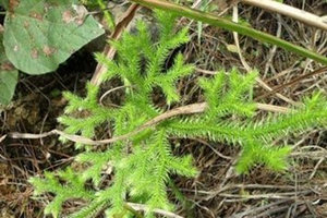 ���ݵĹ�Ч�����ü�����