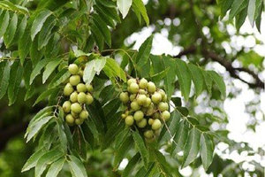 �޻��ӵ�����