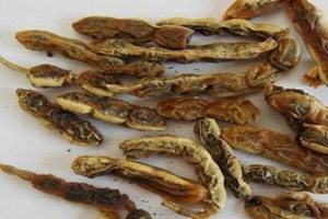 ���ǵĹ�Ч�����ü�ʳ�÷���