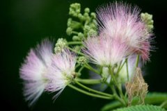 �ϻ����Ĺ�Ч�����ü����ɾ��嶼����Щ