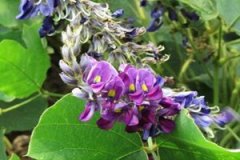 �𻨵Ĺ�Ч����ɶ�����Щ�� �𻨵ļ���